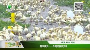 精準扶貧——養(yǎng)鵝搭救扶貧路