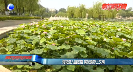 荷花進(jìn)入盛放期 賞花請(qǐng)帶上文明