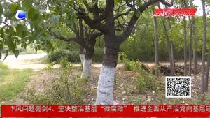 市園林局修復(fù)300余棵古樹(shù) 部分古棗樹(shù)掛果枝頭