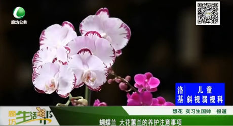 蝴蝶蘭 大花蕙蘭的養(yǎng)護注意事項