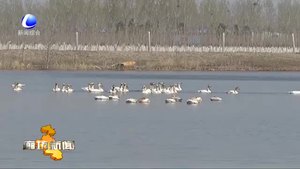 大城縣生態(tài)環(huán)境改善引來數是十只天鵝