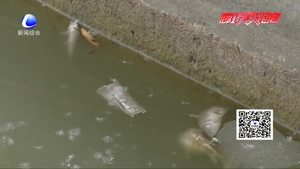 零距離·關(guān)注：人民公園人工湖內(nèi)現(xiàn)死魚(yú) 工作人員表示或與放生、捕魚(yú)有關(guān)