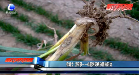 農(nóng)博士 話農(nóng)事——小麥常見(jiàn)病蟲(chóng)害的防治