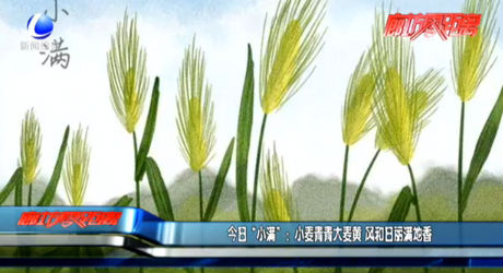 今日“小滿”：小麥青青大麥黃 風和日麗滿地香