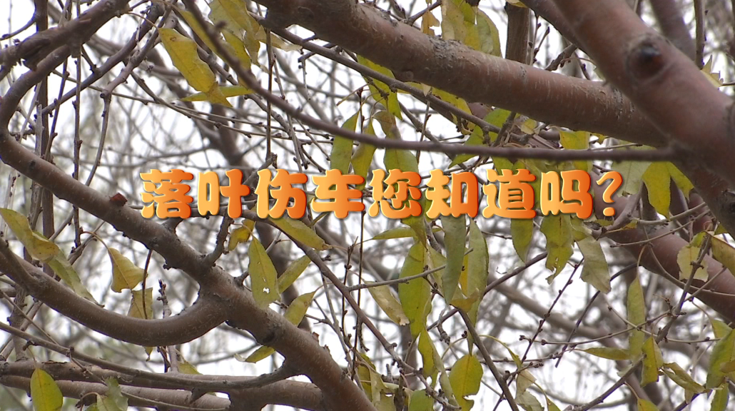 落葉傷車您知道嗎？