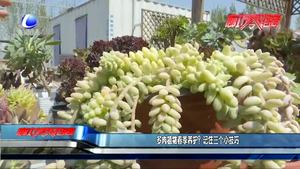 多肉植物春季養(yǎng)護(hù)？記住三個(gè)小技巧