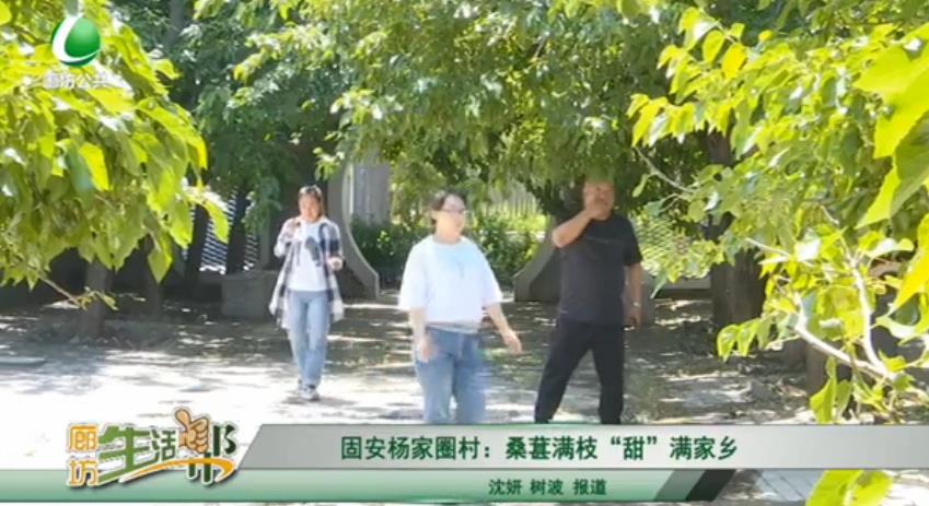 固安楊家圈村：桑葚滿(mǎn)枝“甜”滿(mǎn)家鄉(xiāng)