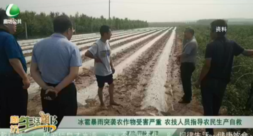 冰雹暴雨突襲農(nóng)作物受害嚴重 農(nóng)技人員指導農(nóng)民生產(chǎn)自救