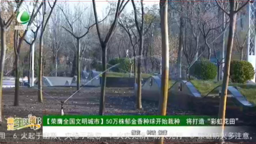 【榮膺全國(guó)文明城市】50萬(wàn)株郁金香種球開始裁種 將打造“彩虹花田”