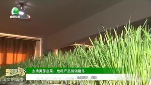 永清黃芽韭菜：地標產品俏銷隆冬
