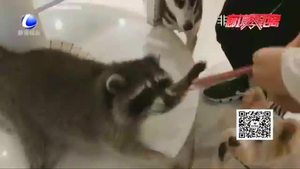 【法在身邊】在咖啡店被小動物咬傷誰擔責？