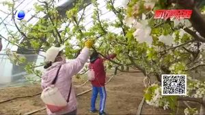 【走向我們的小康生活】香河縣安平鎮(zhèn)：櫻桃花開(kāi)香滿園 托起豐收希望