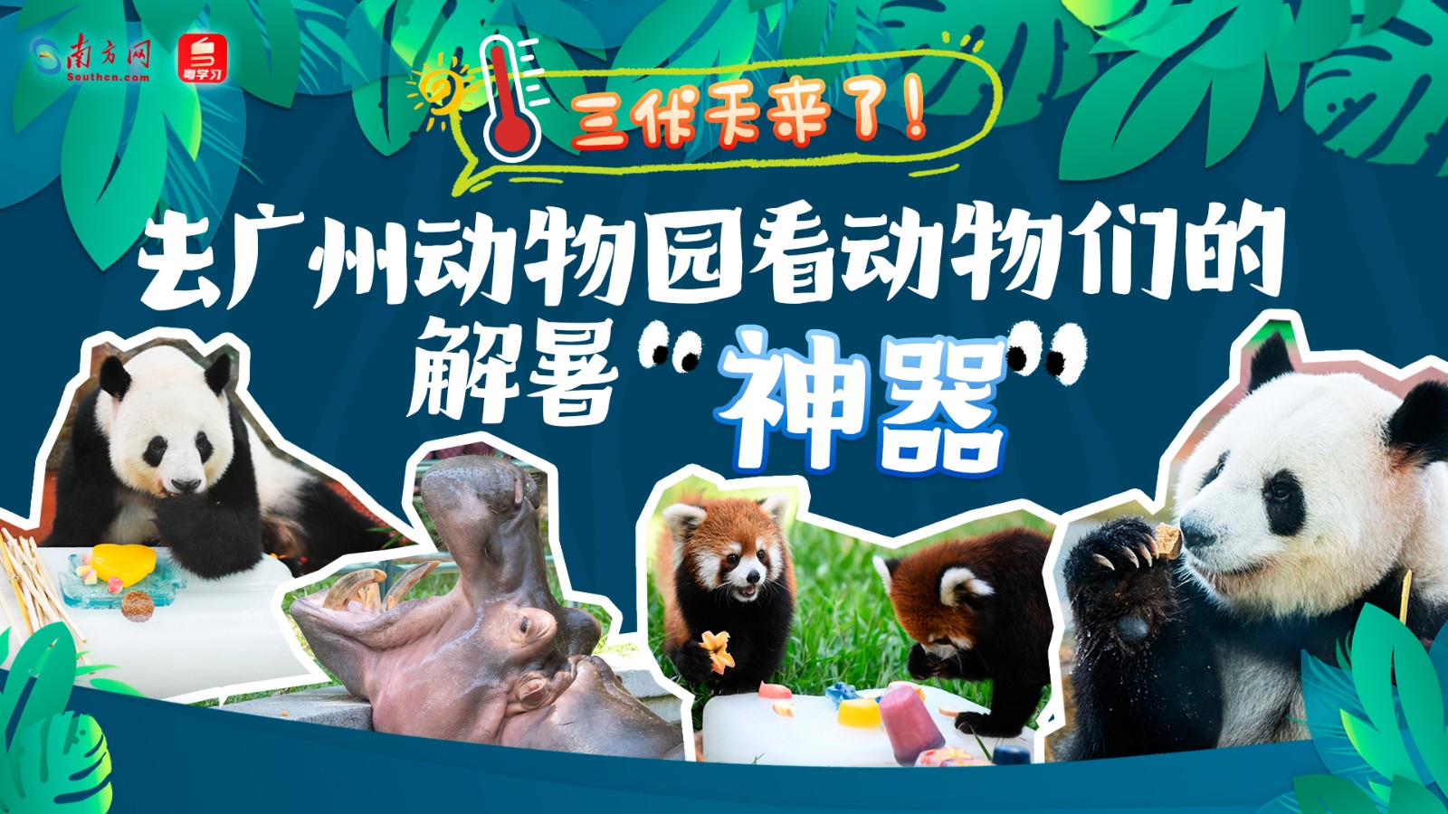 三伏天來了！去廣州動(dòng)物園看動(dòng)物們的解暑“神器”